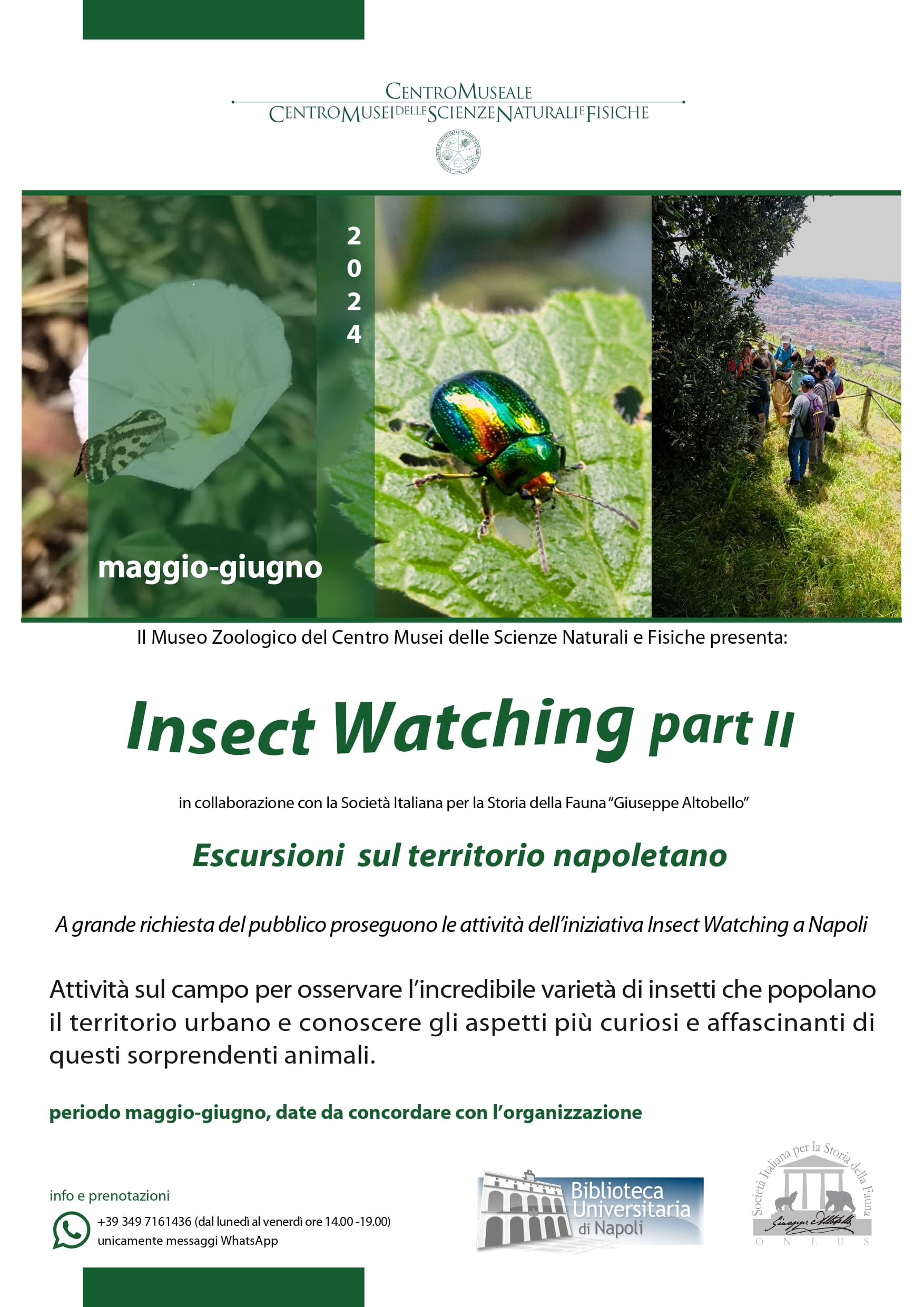 Insect_Watching_PARTE_II.jpg