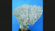 Acropora corymbosa