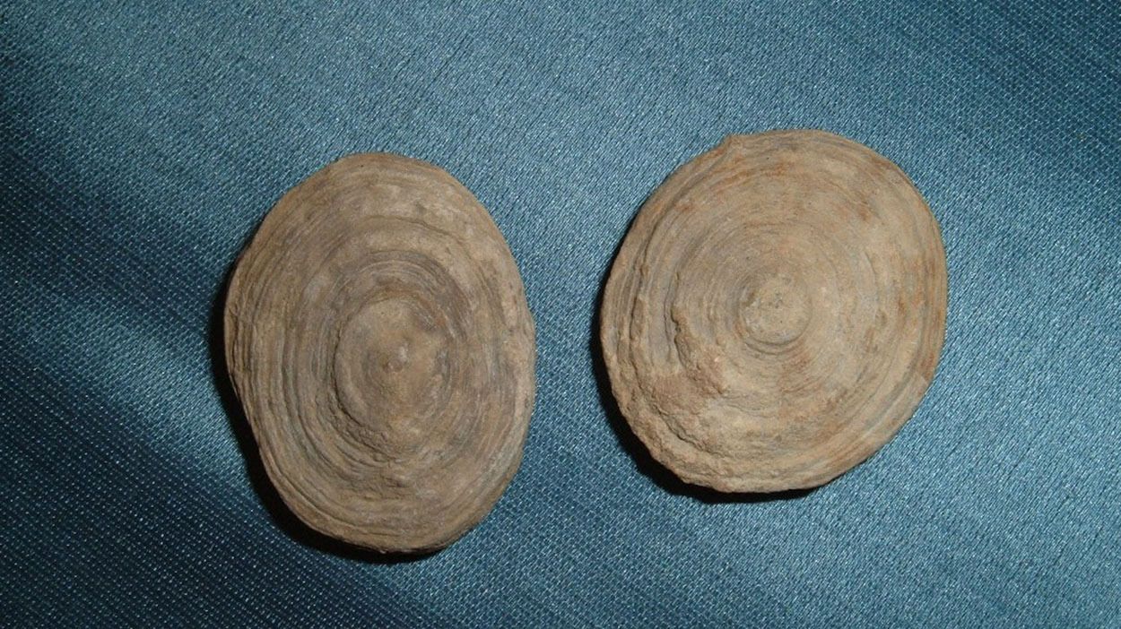 Cyclolites ellipticus
