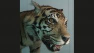 Tigre Sumatra